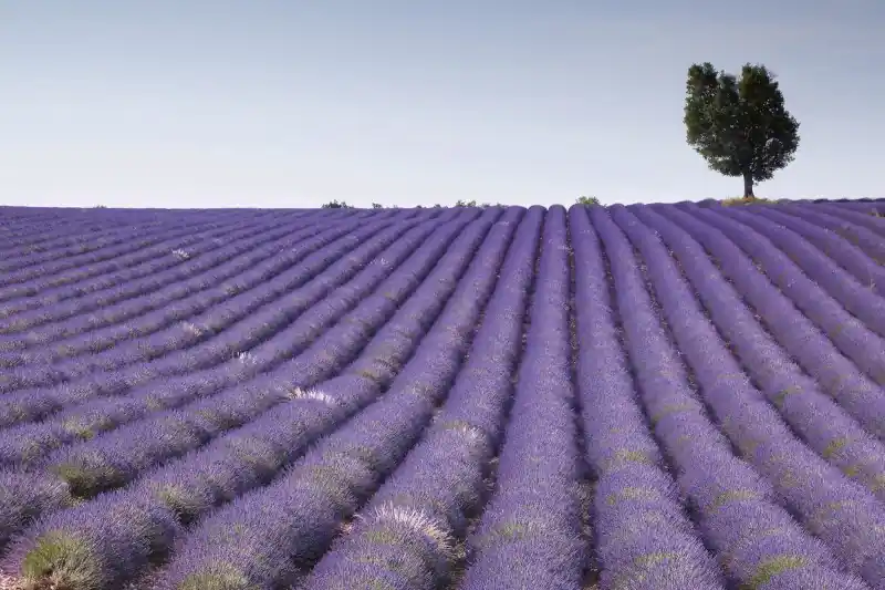 Zniżka FotoTAPETA na flizelinie MS-5-0088 LAVENDER FIELD