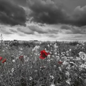 Zniżka FotoTAPETA na flizelinie MS-5-0091 POPPIES IN BLACK AND WHITE