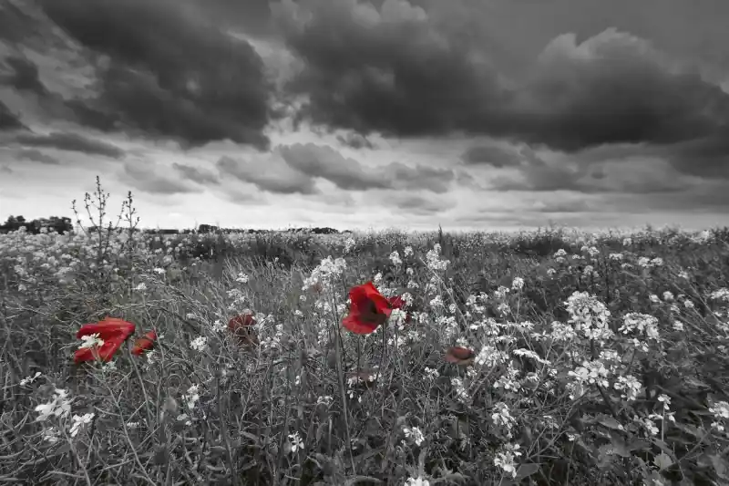 Zniżka FotoTAPETA na flizelinie MS-5-0091 POPPIES IN BLACK AND WHITE