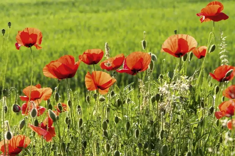 Ostatnie sztuki FotoTAPETA na flizelinie MS-5-0092 POPPY FIELD