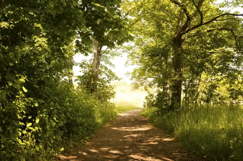 Obniżka ceny FotoTAPETA na flizelinie MS-5-0093 FOREST PATH