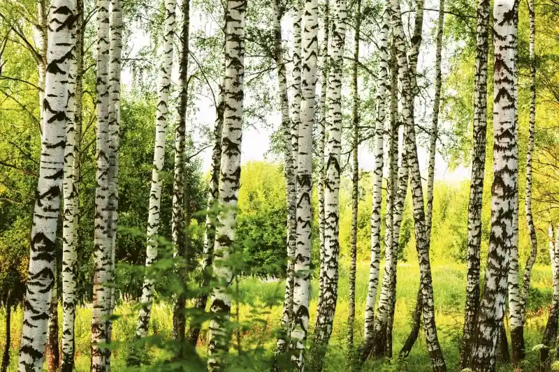 Kup teraz FotoTAPETA na flizelinie MS-5-0094 BIRCH FOREST