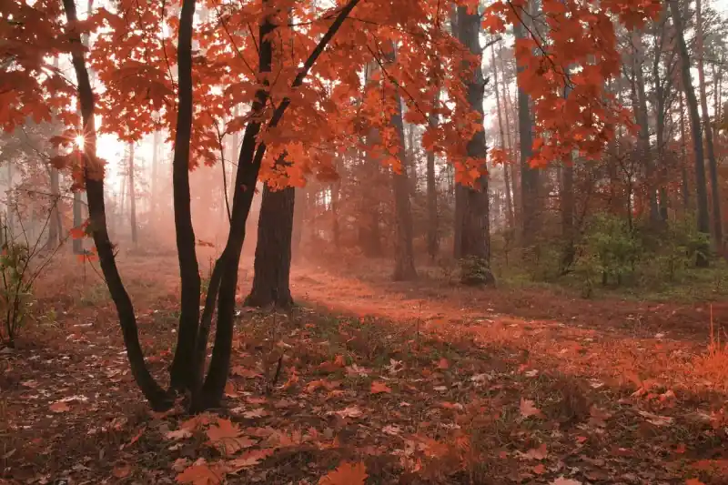 Tylko do końca tygodnia FotoTAPETA na flizelinie MS-5-0095 MISTY FOREST
