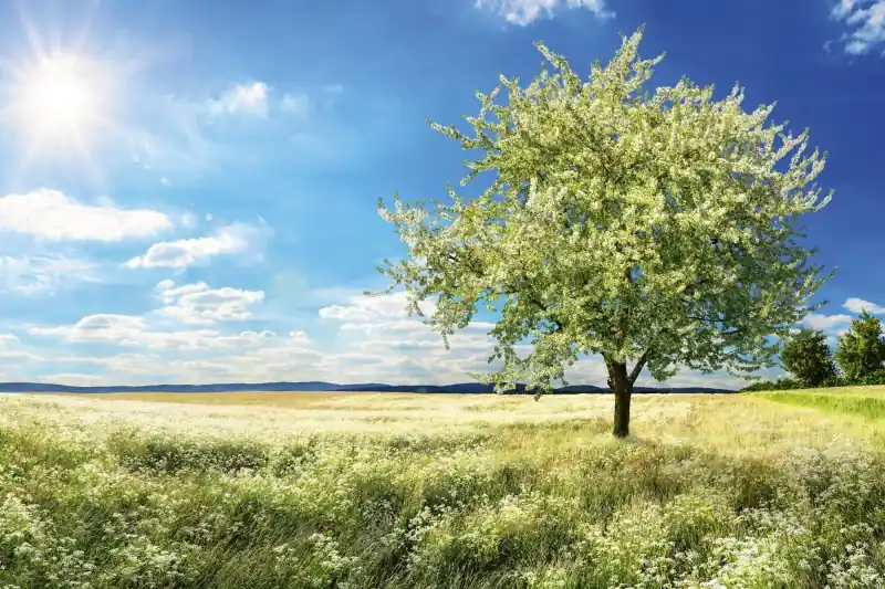 FotoTAPETA na flizelinie MS-5-0096 BLLOSSOM TREE Taniej