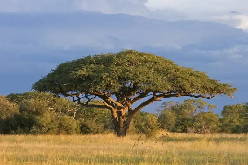 Niska cena FotoTAPETA na flizelinie MS-5-0097 ACACIA TREE