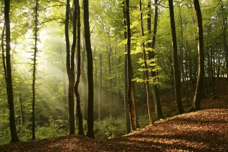 FotoTAPETA na flizelinie MS-5-0098 FOREST Oferta czasowa