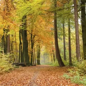 Wybór klientów FotoTAPETA na flizelinie MS-5-0099 AUTUMN FOREST