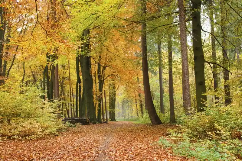 Wybór klientów FotoTAPETA na flizelinie MS-5-0099 AUTUMN FOREST