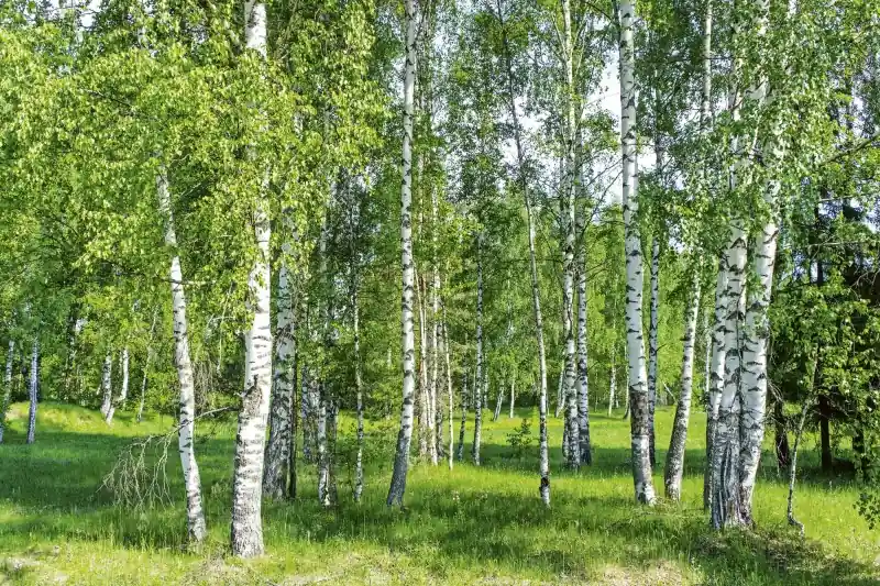 FotoTAPETA na flizelinie MS-5-0100 BIRCH GROW Popularny