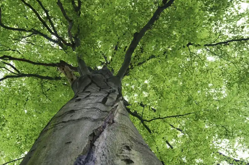 FotoTAPETA na flizelinie MS-5-0101 TREETOP Nie przegap