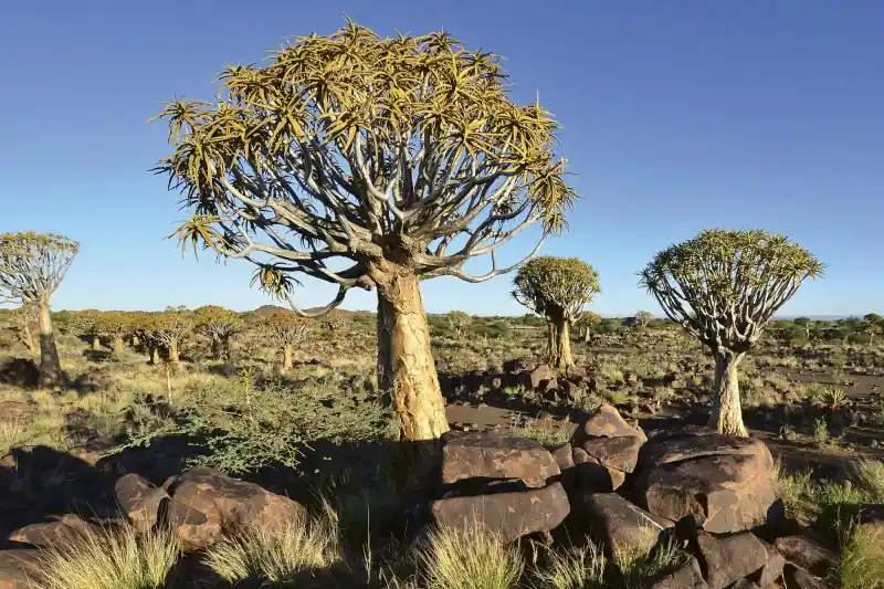 FotoTAPETA na flizelinie MS-5-0103 NAMIBIA Ograniczona ilość