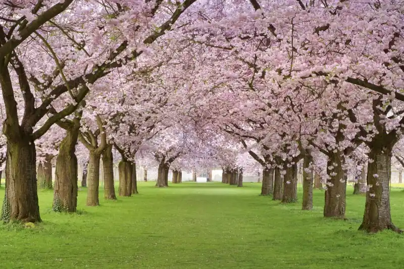 FotoTAPETA na flizelinie MS-5-0105 CHERRY TREES Do wyczerpania zapasów