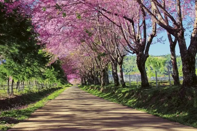 FotoTAPETA na flizelinie MS-5-0106 BLOSSOM ALLEY Bezpieczne zakupy
