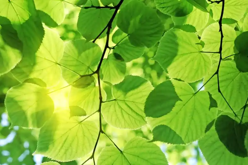 FotoTAPETA na flizelinie MS-5-0107 GREEN LEAVES Rabat