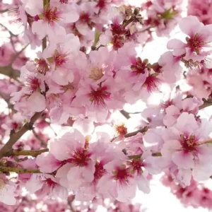 Bezpieczne zakupy FotoTAPETA na flizelinie MS-5-0108 APPLE BLOSSOM
