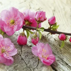Darmowa dostawa FotoTAPETA na flizelinie MS-5-0109 SAKURA