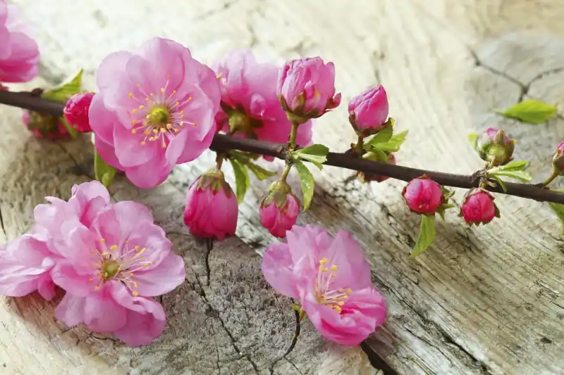 Darmowa dostawa FotoTAPETA na flizelinie MS-5-0109 SAKURA