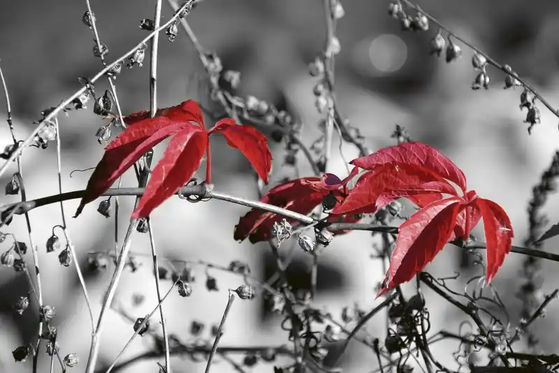 Nowość FotoTAPETA na flizelinie MS-5-0110 RED LEAVES ON BLACK