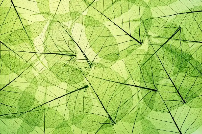 FotoTAPETA na flizelinie MS-5-0111 LEAF VEINS Obniżka ceny