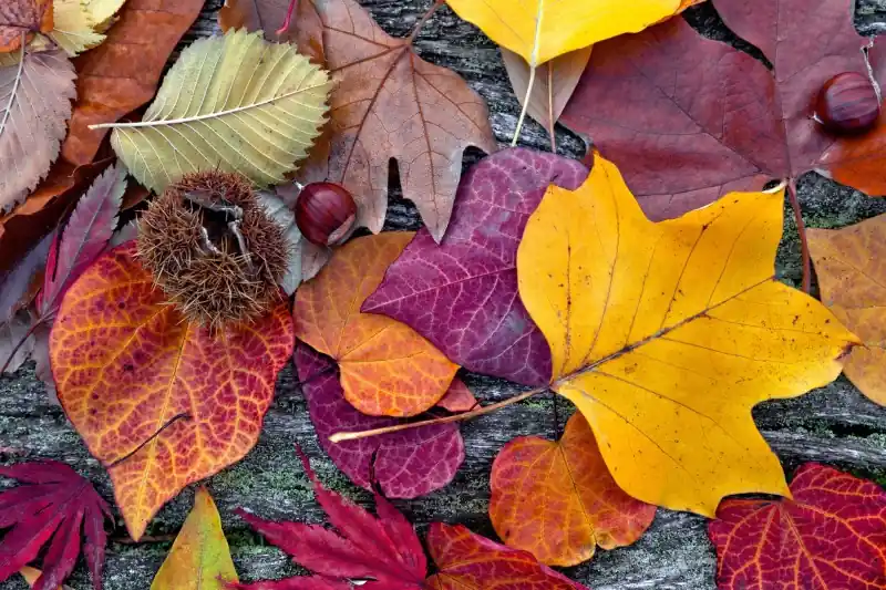 FotoTAPETA na flizelinie MS-5-0112 AUTUMN LEAVES Kup teraz
