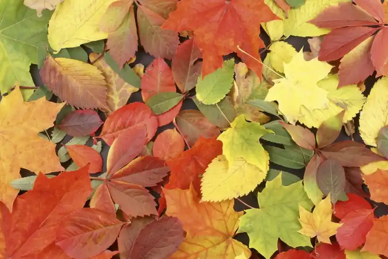 Premium FotoTAPETA na flizelinie MS-5-0115 COLOURFUL LEAVES