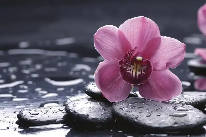 Promocja FotoTAPETA na flizelinie MS-5-0120 ORCHID