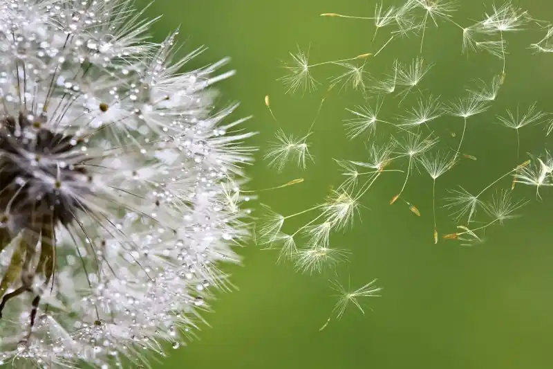 FotoTAPETA na flizelinie MS-5-0121 BLOWING DANDELION Sprawdź teraz