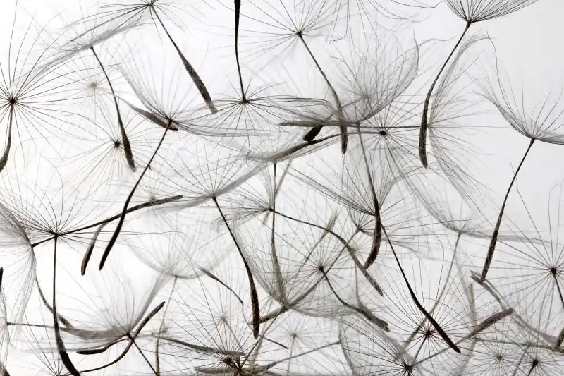 FotoTAPETA na flizelinie MS-5-0122 DANDELION SEEDS Ostatnie sztuki