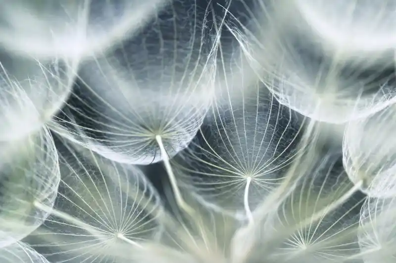 FotoTAPETA na flizelinie MS-5-0123 DANDELION MACRO Cena promocyjna
