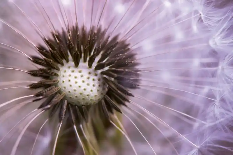 Rabat FotoTAPETA na flizelinie MS-5-0124 DANDELION