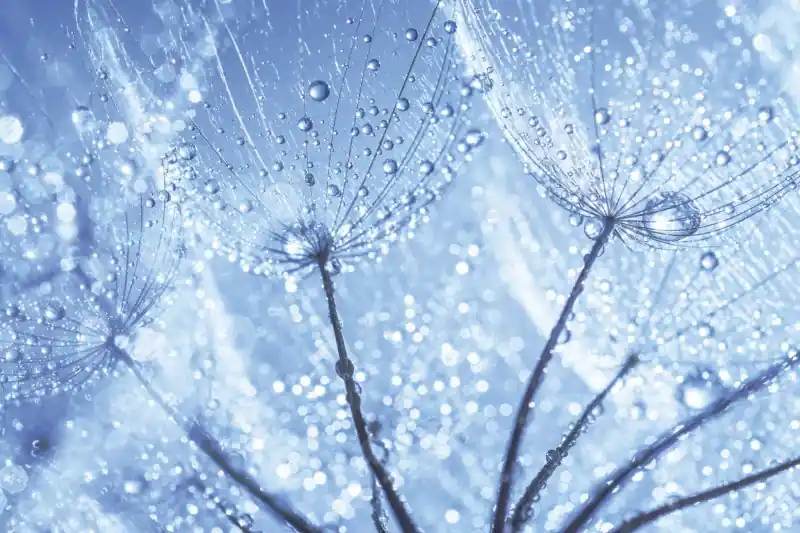 FotoTAPETA na flizelinie MS-5-0125 DANDELION WITH WATER DROPS Bestseller