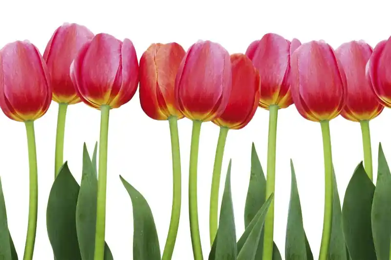 FotoTAPETA na flizelinie MS-5-0126 BED OF TULIPS Ostatnia szansa