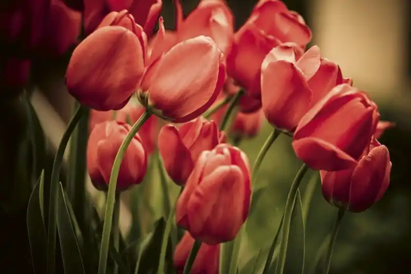Szybka wysyłka FotoTAPETA na flizelinie MS-5-0128 RED TULIPS