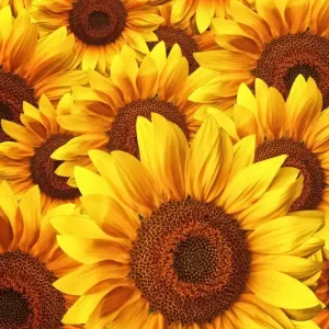 Zamów dziś FotoTAPETA na flizelinie MS-5-0129 HELIANTHUS