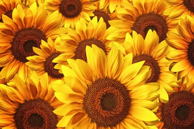 Zamów dziś FotoTAPETA na flizelinie MS-5-0129 HELIANTHUS