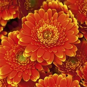 Bezpieczne zakupy FotoTAPETA na flizelinie MS-5-0131 GERBERA