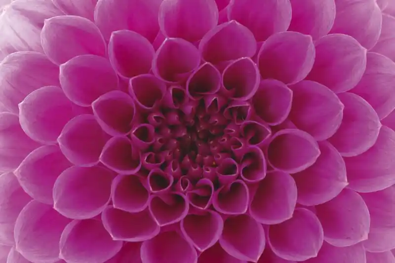 FotoTAPETA na flizelinie MS-5-0132 PINK DAHLIA Zniżka