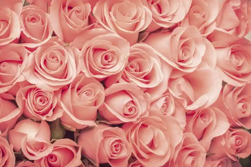 Kup online FotoTAPETA na flizelinie MS-5-0133 ROSES