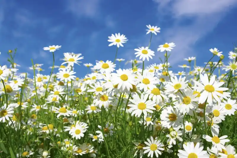 FotoTAPETA na flizelinie MS-5-0135 DAISIES Ostatnia szansa