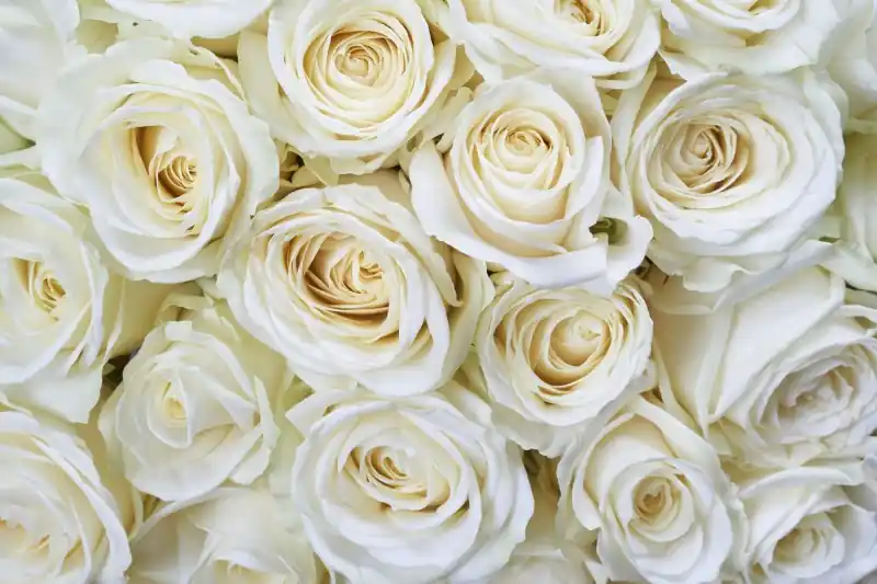 FotoTAPETA na flizelinie MS-5-0137 WHITE ROSES Nowy