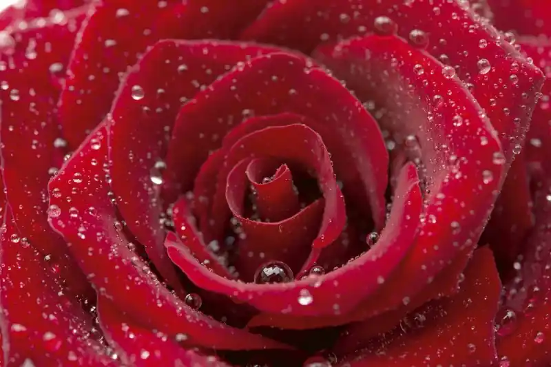 FotoTAPETA na flizelinie MS-5-0138 RED ROSE Łatwy zwrot