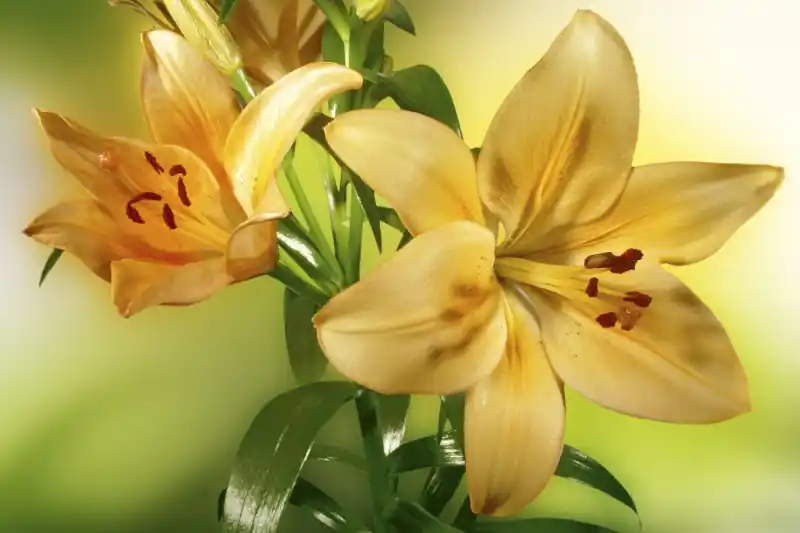 Łatwy zwrot FotoTAPETA na flizelinie MS-5-0139 LILY