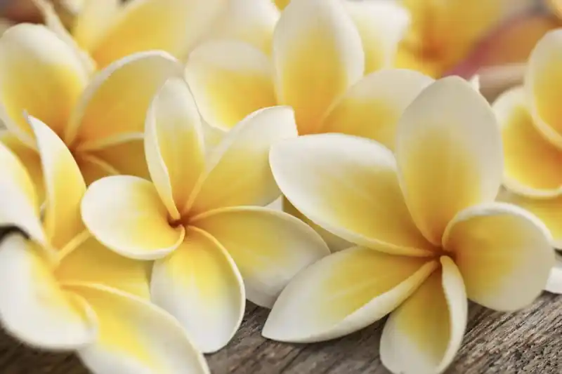 FotoTAPETA na flizelinie MS-5-0140 PLUMERIA Oferta limitowana