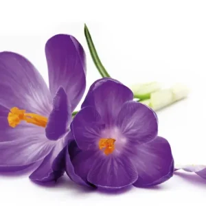 Bezpieczne zakupy FotoTAPETA na flizelinie MS-5-0144 CROCUS