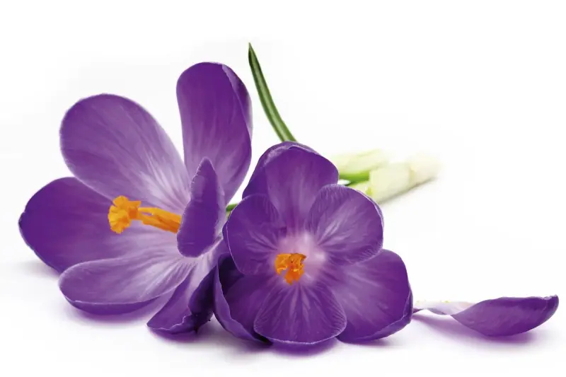 Bezpieczne zakupy FotoTAPETA na flizelinie MS-5-0144 CROCUS