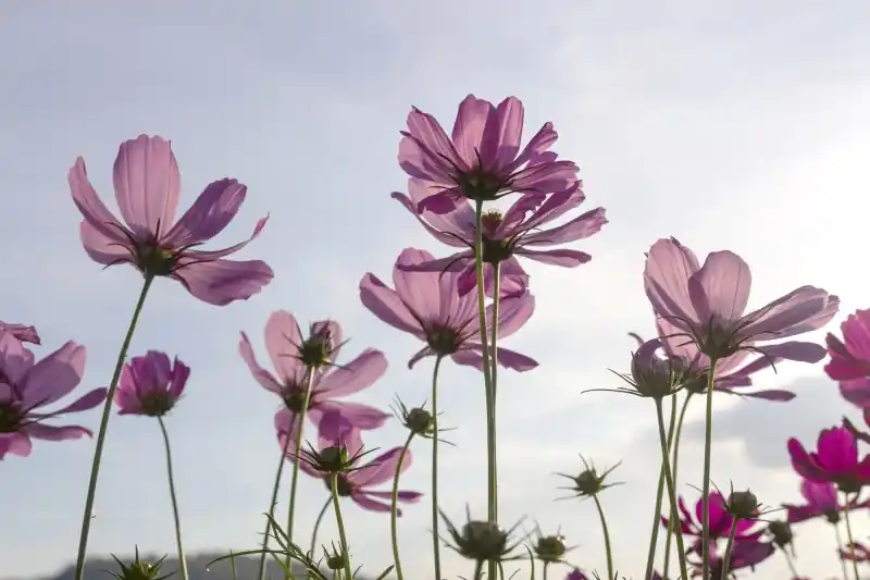 FotoTAPETA na flizelinie MS-5-0145 COSMOS FLOWERS Do wyczerpania zapasów