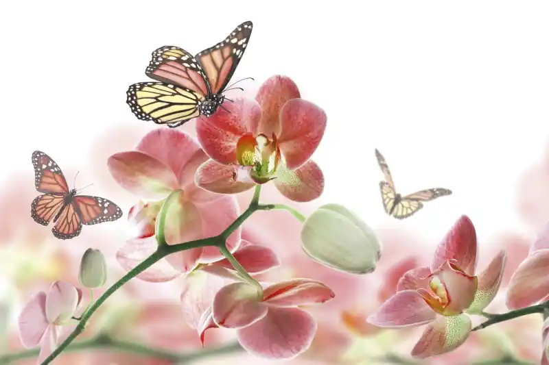 FotoTAPETA na flizelinie MS-5-0146 ORCHIDS AND BUTTERFLY Ostatnie sztuki