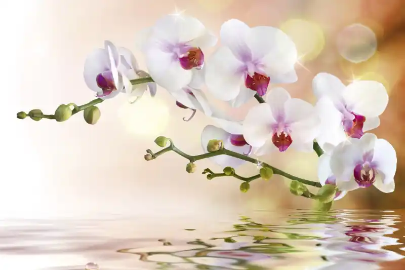Nowy FotoTAPETA na flizelinie MS-5-0147 WHITE ORCHID