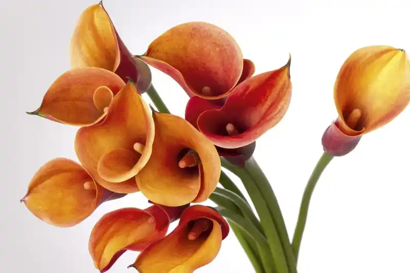 Promocja FotoTAPETA na flizelinie MS-5-0152 CALLA