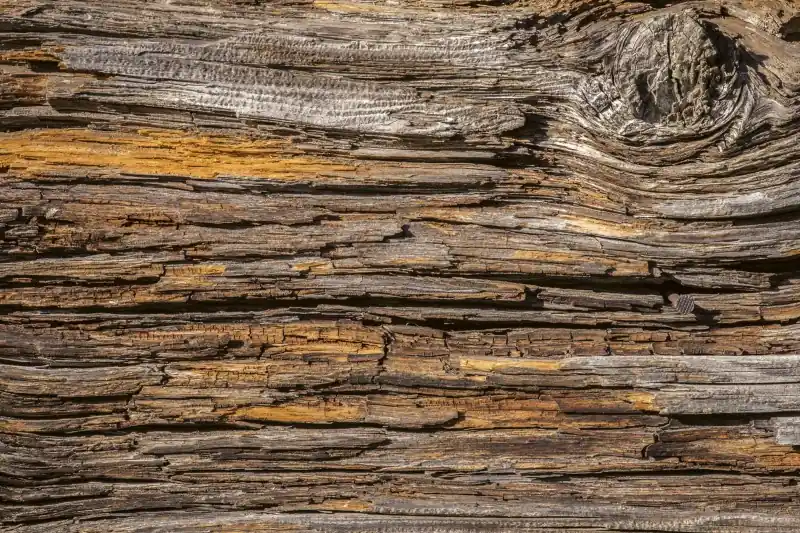 FotoTAPETA na flizelinie MS-5-0159 TREE BARK Nowość